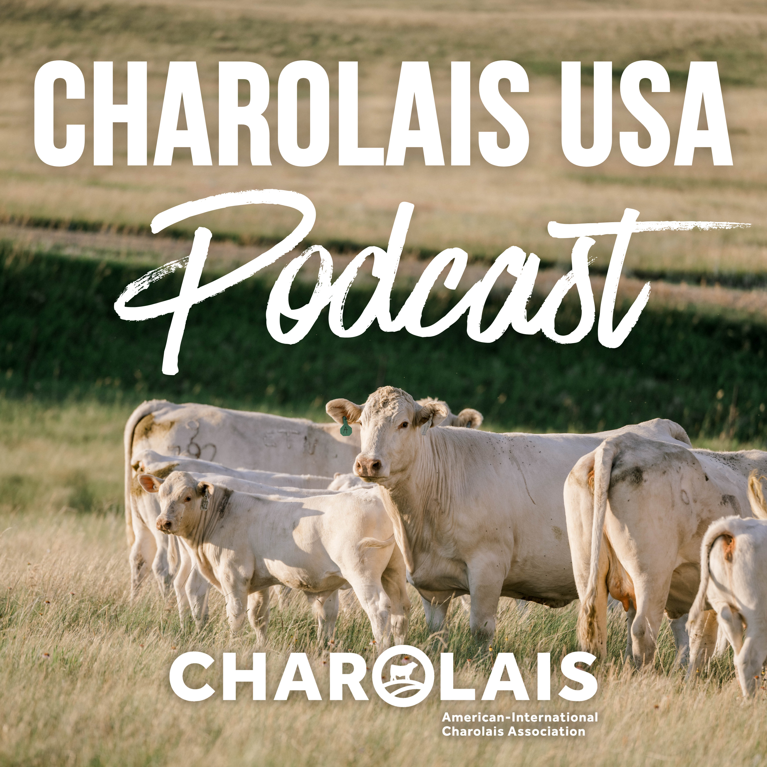 Charolais USA