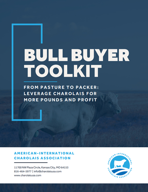 Bull Buyer Toolkit