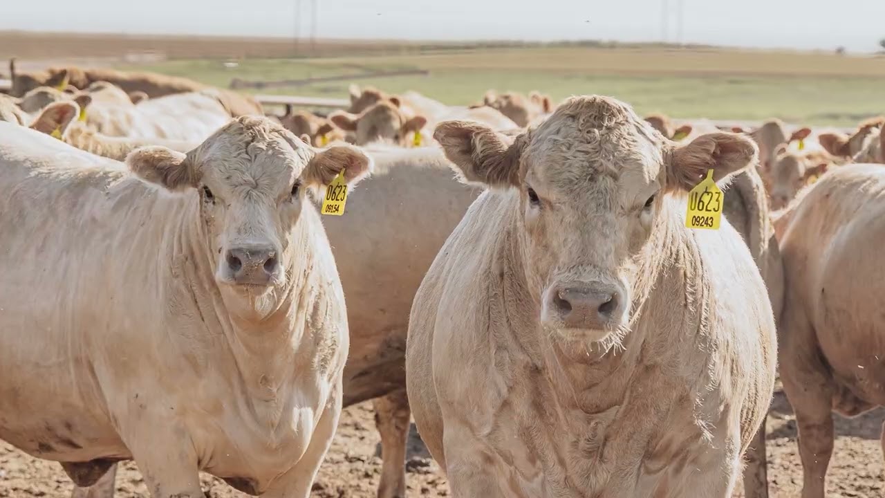 “For us, it’s a matter of dollars and cents”Taylor StabelKearny County Feeders