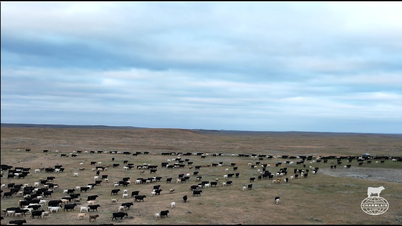 “We use Charolais bulls because pounds still pay. They always have paid, they always will”Preston Zorc