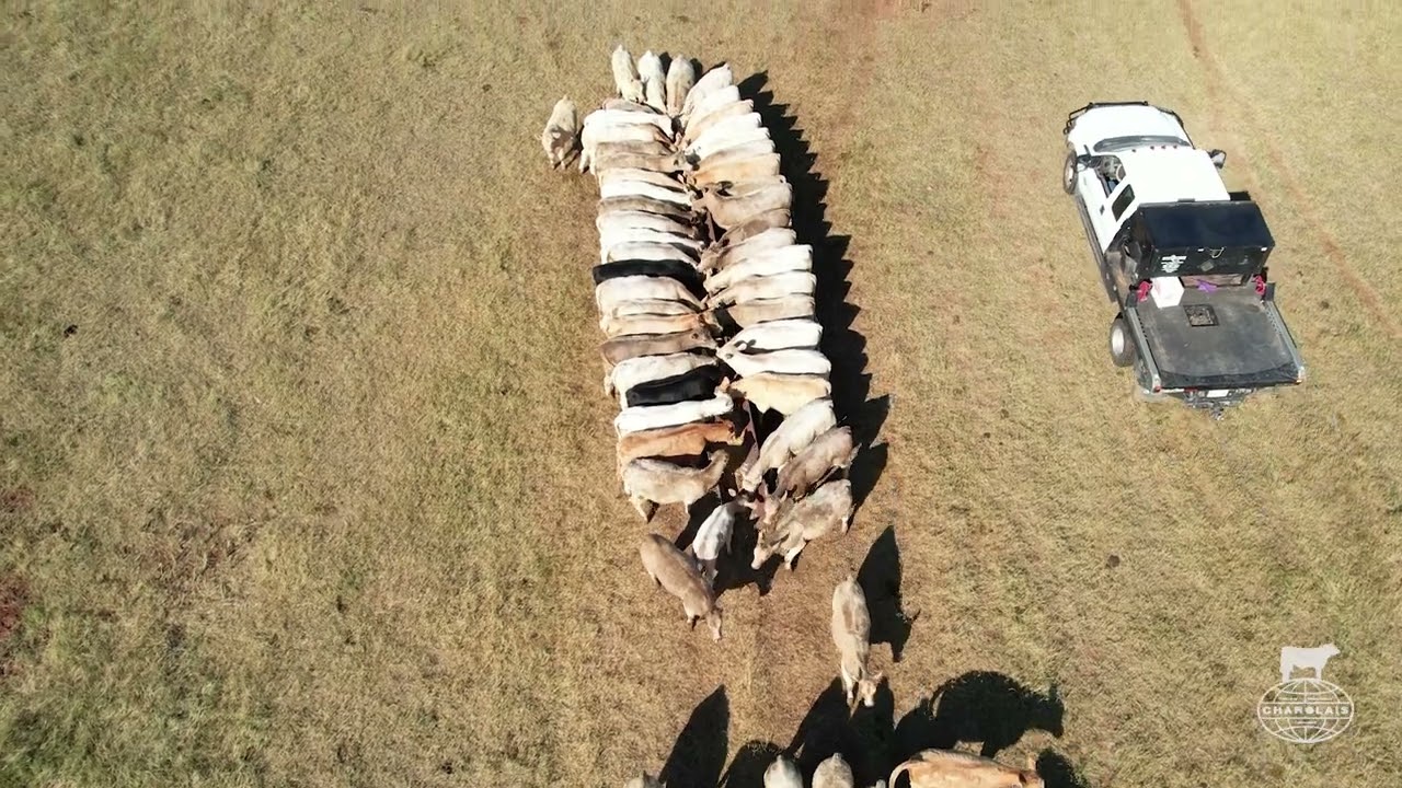 “Those calves don’t ever miss a beat. With having Charolais, you just know what you’re going to get”Zach Tague