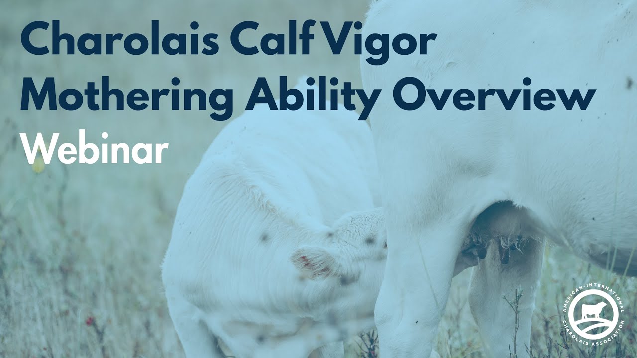 Charolais Calf Vigor Mothering Ability Overview